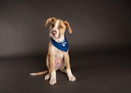 Maybe you would like to learn more about one of these? Puppy Bowl Xvii Adoptable Dogs From Maryland Will Shine Super Sunday