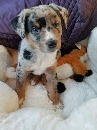 Puppies that come already trained and vetted by a veterinarian, with all their shots and necessary check ups will be pricier, as well as. Oshie My 6 Week Old Texas Heeler Baby Blueheeler Cattledog Puppy Heeler Puppies Animal Pictures Puppies