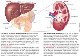 Nierentransplantation Bei Chronischem Nierenversagen Gesundheitsberater Berlin