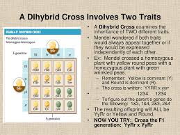 B) a monohybrid cross produces a single progeny, whereas a dihybrid cross produces two progeny. Mendel And Heredity Words To Know Trait Genetics Purebred Cross Law Of Segregation Traits Are Distinguishing Characteristics That Are Inherited Ppt Download