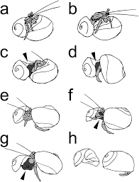 First, draw a pair of round eyes. Observation 5 Behavioral Sequence Of The Hermit Crab Dardanus Deformis Download Scientific Diagram
