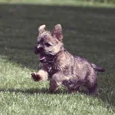 After that, annual booster vaccinations are needed. Your Puppy Vaccination Schedule Petcarerx