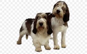 All dogs need proper socialization and. Petit Basset Griffon Vendeen Grand Basset Griffon Vendeen Otterhound Briquet Griffon Vendeen Grand Griffon Vendeen Png