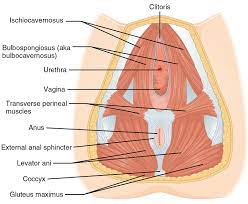 Herman Wallace Perineal Massage For Childbirth