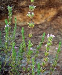 Image result for Micromeria