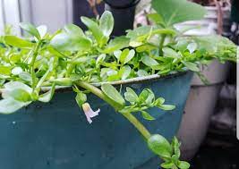 It is also rich in fiber and minerals (iron, potassium, calcium, etc). Bacopa Monniere Papait Brahmi Or Waterhyssop Hubpages