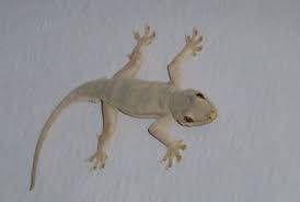 99 Arti Kejatuhan Cicak Di Pundak Kanan Menurut Primbon Dan Islam Ramalan Kejatuhan Cicak