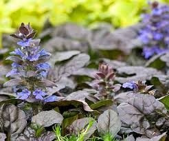 Maybe you would like to learn more about one of these? Perennials For Shady Gardens Zone 9