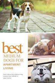 Good Medium Sized Dogs For Apartments The 5 Best Breeds Oodle Dogs Dog Breeds Medium Medium Sized Dogs Breeds Small Medium Dog Breeds