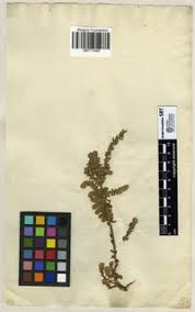 Image result for Chenolea