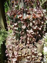 Image result for Ceropegia stenifolia