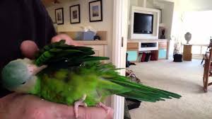 Grey cheeks are sometimes referred to as pocket parrots. Grey Cheeked Parakeet Morning Scratches Youtube