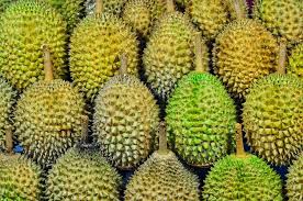 Ia mengatakan, jenis durian tersebut tidak dimiliki thailand dan malaysia. Raub Farmers Vs Pahang How Malaysia S Iconic Musang King Durian Became A Court Case Today