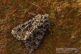 Image result for Hadena perplexa