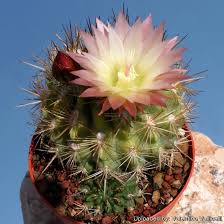 Image result for Eriochrysis