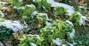 Im Herbst Pflanzen Im Fruhjahr Ernten Winter Kopfsalat Pflanzen Grunkohl Pflanzen Gemuseanbau