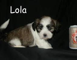 Bears make great collectibles and some, depending on age and condition, can accrue very high values. Teddy Bear Puppies For Sale Wisconsin