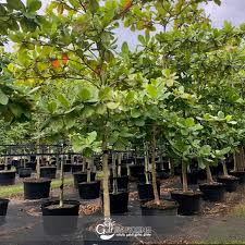 Image result for Terminalia stuhlmannii
