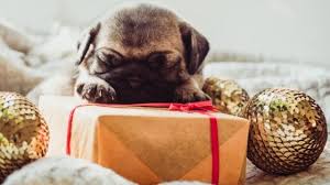 Check spelling or type a new query. Your New Puppy S First Vet Visit What To Expect Durham Animal Hospital