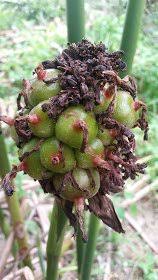 People interested in pokok bunga kantan also searched for. Ketua Kampung Elect On Twitter Bunga Kantan Kat Rumah Aku Belum Beso Lagi Tapi Benih Benih Lain Ada Ni Aku Nak Tunjuk Kalau Berminat Nak Tahu Lebih Lanjut Bolehlah Dm Kat Aku Https T Co Pxkh8wwoor