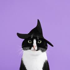 Free for commercial use ✓ no attribution required . Cat Aesthetic Archives I Like Cats Very Much