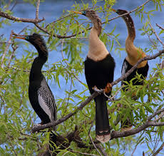 Anhinga synonyms, anhinga pronunciation, anhinga translation, english dictionary definition of anhinga. Anhinga