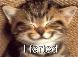 Cute Kittens Kitty Couture Happy Birthday Funny Cats Cat Birthday Memes Kittens Cutest