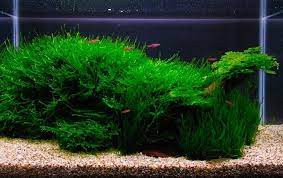 Anubias merupakan jenis tanaman aquascape tanpa co2 yang juga mudah dirawat. 9 Jenis Tanaman Aquascape Yang Paling Mudah Dipelihara Bukareview