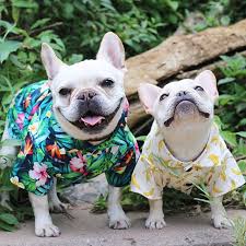 Find us also on instagram and youtube at houseoffrenchies and. The Best Harnesses And Clothes That Fit French Bulldogs What The Frenchie