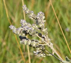 Image result for Cantinoa