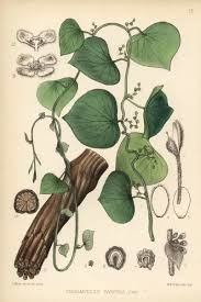 Image result for Cissampelos