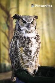  Pintar Pet Pintarpet Profile Pinterest