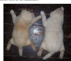 The swimming puppy syndrome is an uncommon developmental abnormality observed in certain chondrodystrophoid breeds of the swimming puppy syndrome. Pdf Swimming Syndrome In Two Labrador Puppies Semantic Scholar