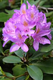 Garden Designer Tom Hoblyn Picks Some Of His Favourites From The Much Maligned Rhododendron Family Purple Flow In 2020 Beautiful Flowers Purple Flowers Amazing Flowers