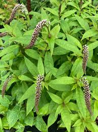 Image result for Lysimachia brevipes