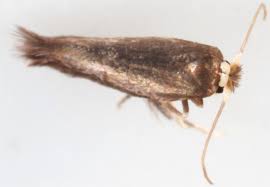 Image result for Stigmella samiatella