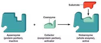 Be firstbe first coenzyme q10коэнзим q10740 руб. How Does A Coenzyme Function In An Enzyme Catalyzed Reaction Quora