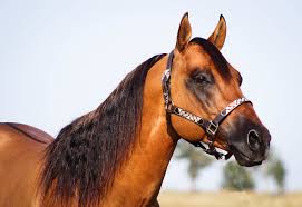 Linseed oil, alfalfa, clover, and legume hay make hair darker. Sheriff Of Blackburn S Coat Color Test Results Home Of Sheriff Of Blackburn