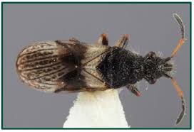 Image result for Oxyrhachis gracillima