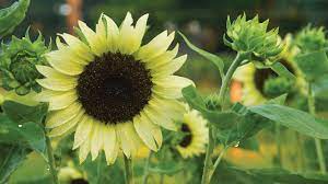 Maybe you would like to learn more about one of these? Growing Sunflowers Burpee