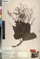 Image result for Neoboutonia