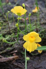 Image result for Utricularia gibba