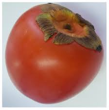 Image result for Diospyros