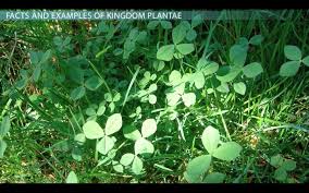 kingdom plantae facts characteristics examples