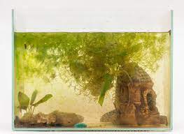 To learn how to use bottom feeders to. How To Fight The 6 Most Common Types Of Algae In Your Fish Tank Aquarium Co Op