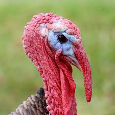 Signs of spoiled raw turkey include a foul odor, slimy texture and an unnatural coloration. The Gentle Barn On Twitter Turkey Fact Male Turkeys Heads Change Color With Their Moods When They Re Calm Their Heads Are Light Blue And When Excited They Re Bright Red What Mood Do