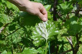 Image result for peronospora grapevine