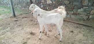 Totapari goat baby price in bangladesh. Sojat Goat Suppliers Dealers Wholesalers