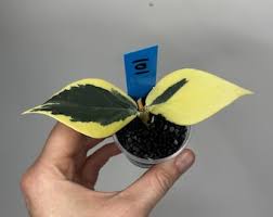 Image result for Selago lacunosa