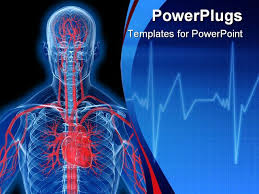 Powerpoint Template About Highlighted Heart Anatomy Artery Human Body Anatomy Anatomy Body Anatomy